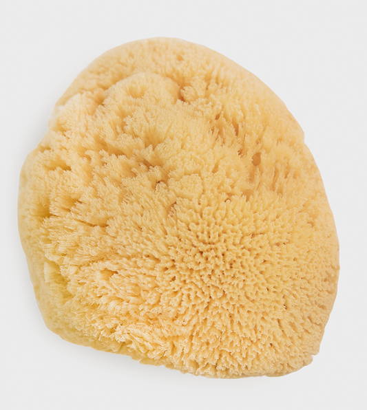 Natural Sea Sponge